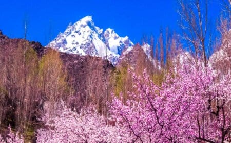 Cherry Blossoms in Hunza, Gilgit Baltistan