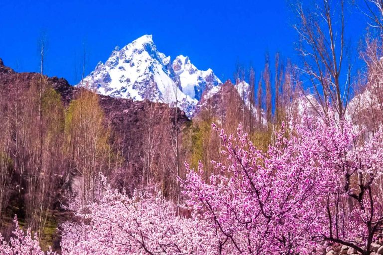 When and Where to See Cherry Blossoms in Hunza