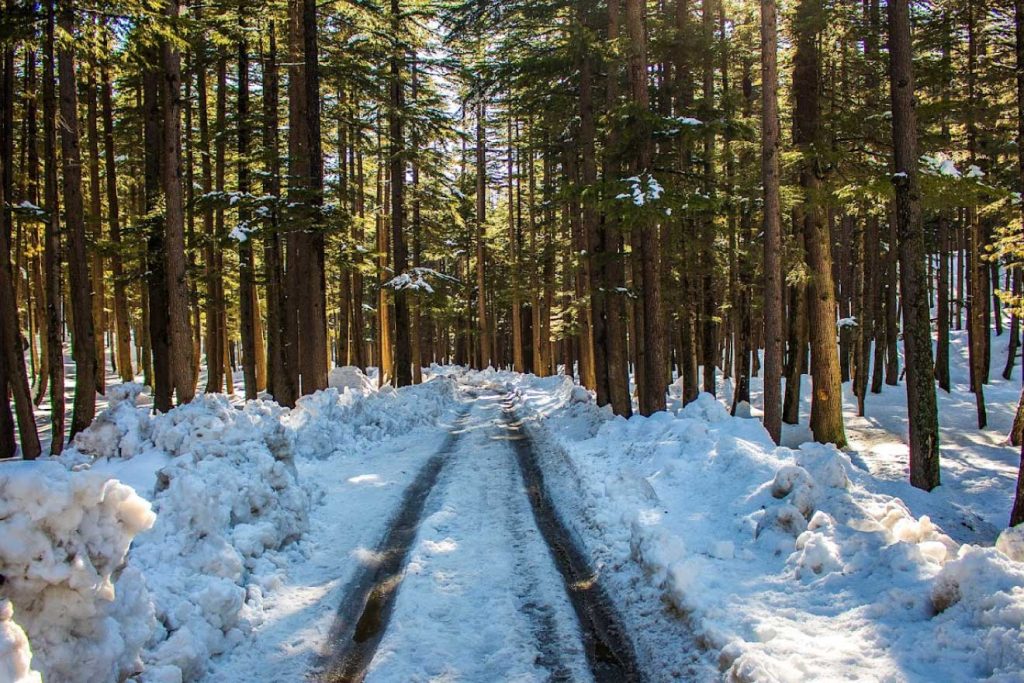 Ushu Forest - one of the best places to visit in kalam valley