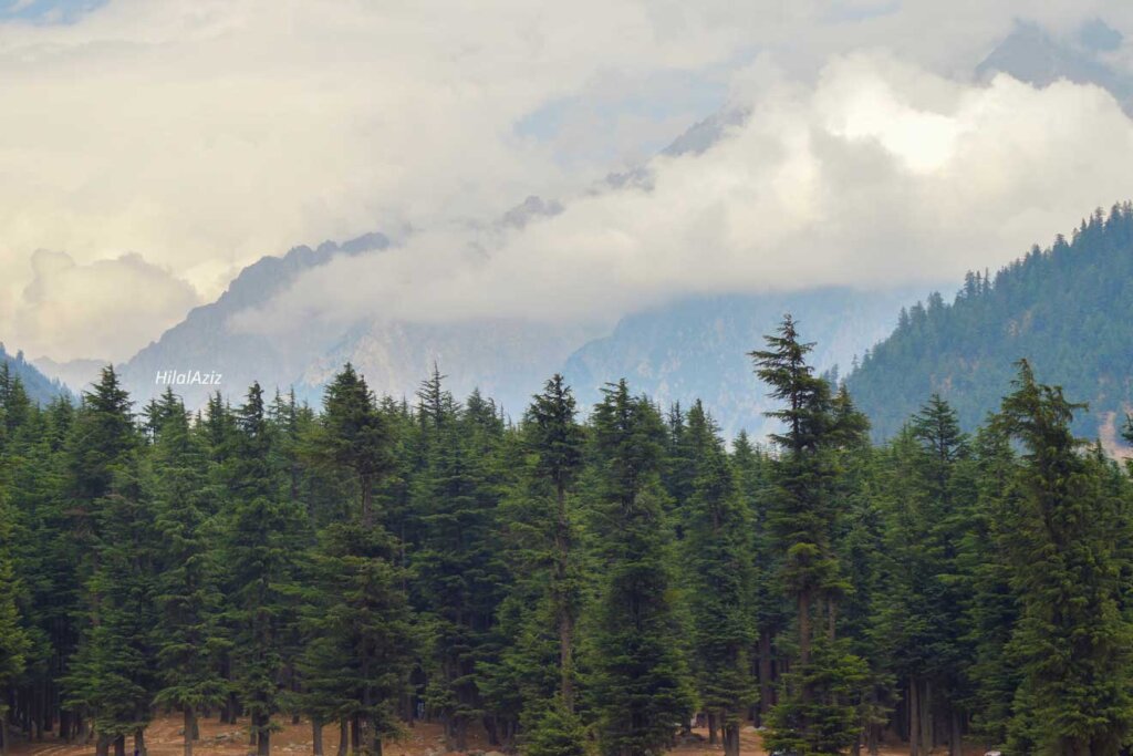 Ushu forest kalam swat