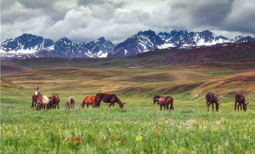 Make a day trip to Deosai National Park - things to do in skardu